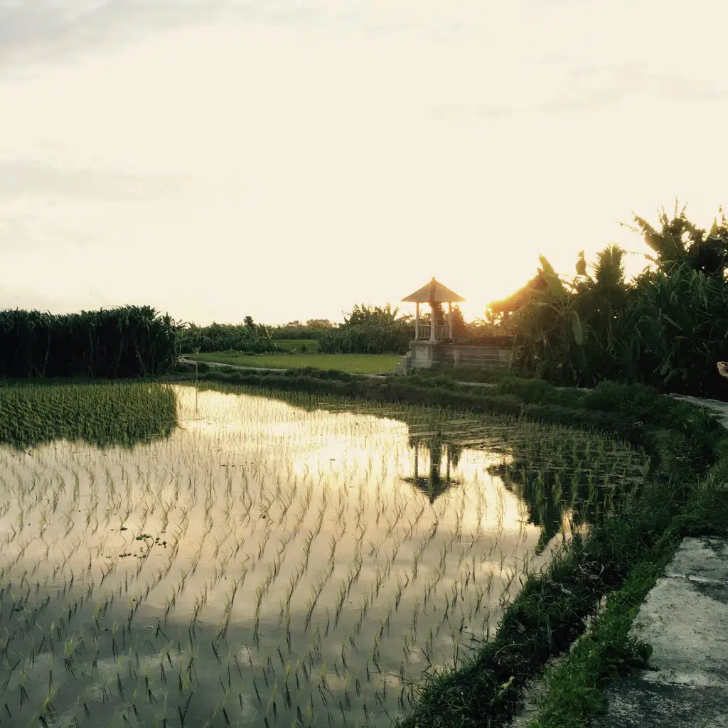 Bali backyard rice fields